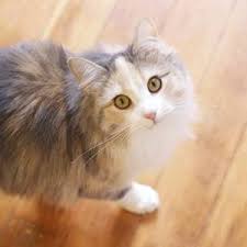 For kittens and cats for yourself or family, we have. Buying A Siberian Cat Is It Worth It