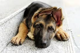 Check spelling or type a new query. German Shepherd Wallpapers Top Free German Shepherd Backgrounds Wallpaperaccess