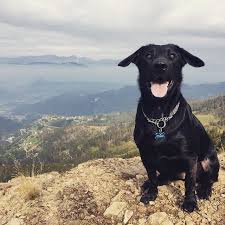 Image May Contain Sky Outdoor And Nature Regram Via Generated Black Labrador Retriever Dog Activities Black Labrador