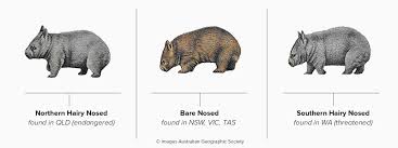 Image result for Southern hairy-nosed wombat