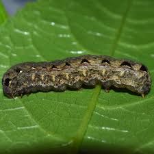 Image result for Dolichos sericeus