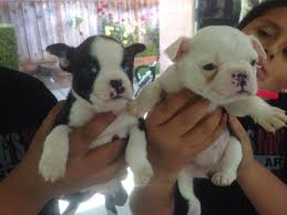 These boston terrier puppies located in california come from different cities, including, winton, palm springs, national city, modesto. Boston Terrier Puppies For Sale In Gilroy California Classified Americanlisted Com