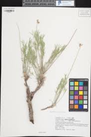 Image result for Agrocharis incognita