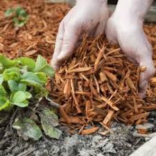 Choisir Le Bon Paillis Pour Couvrir Le Sol Du Jardin Avec Images Paillage Potager Paillage Jardin Jardins