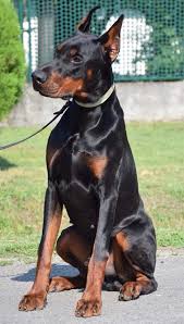 Doberman Dobermanpinscher Dog Dogsofinstagram Dogs Dobie Dobermansofinstagram Dobermanpride In 2020 Family Protection Dogs Doberman Dogs Doberman Pinscher Dog