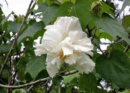 Image result for Hibiscus mutatus