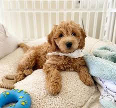 Allergy friendly, wonderfully intelligent with lush coats. Our Puppies Have Come Of Age To Live For Mini Goldendoodle For Adoption Or Purchase Facebook