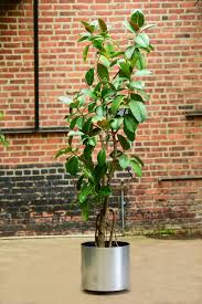 Image result for Ficus elastica