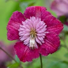 Clematis need cool roots and full sun on the vine and flowers. Growing Clematis Complete Guide To Growing Clematis Vines Bulb Blog