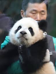Panda Fu Bao