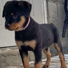 If you would like more information. Von Stoffan S Superior Rottweilers Home Facebook