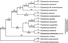 Image result for Polystachya kermesina
