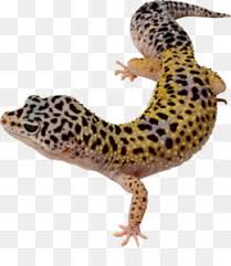 5 out of 5 stars. Pencil Clipart