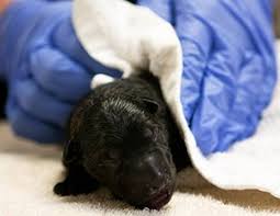 This is because a puppy that receives the correct vaccinations in their first year of life will have a much better chance of avoiding. German Shepherd Puppy Health Protocol Vom Banach K9