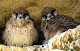 The Kestrel Falco Tinnunculus Is The Commonest Falcon In The Uk And Ireland They May Be Seen In The Countryside Hovering In Beautiful Birds Kestrel Birds