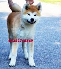 Ankara Da Satilik Akita Inu Yavrulari Akita Kopek Hayvan