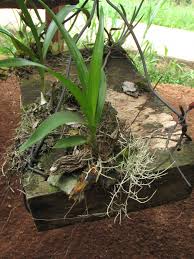 Image result for Graphorkis