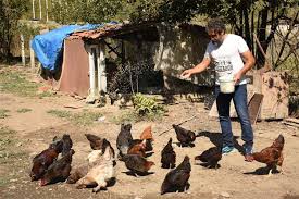Şehir hayatına alışan biriyseniz şehirde yaşamak. Koy Evi Iki Keci Ve Iki Tavukla Hayat Surmek Mumkun Mu