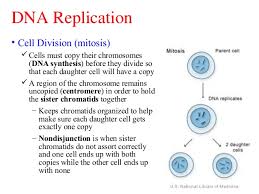 Dna Replication Transcription And Translation