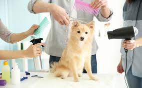 Your pet is part of the family, and should be treated as such. Pet Grooming In Dubai Pet Sitting Mobile Grooming And More