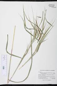 Image result for Heteropogon melanocarpus