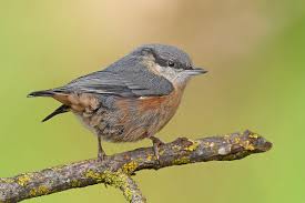 E' il picchio muratore (sitta europaea), piccolo acrobata della foresta. Storie Di Piume 5 Picchio Muratore Giovane Juzaphoto