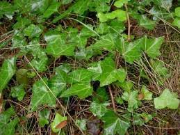 An english ivy plant is a draping plant with leaves that come many different sizes, colors, and shapes. Growing English Ivy How To Care For English Ivy Plant Dummer Garden Manage Gfinger Es La App De Jardineria Mas Profesional