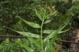 Image result for Flagellaria