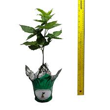 Arapaho thornless blackberry starter plant. Freedom Blackberry Thornless Primocane Giant Berry Fruiting Bush Plant Cold Tolerant Hardy Starter Size 4 Inch Pot Emerald R Emerald Goddess Gardens