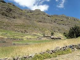 Image result for Nidorella vernonioides