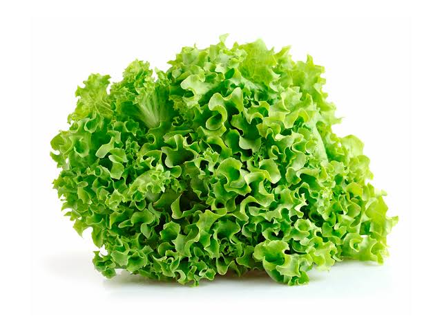LECHUGA FRANCESA | MI HUERTA | PROPLANTA