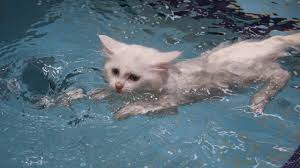 These cats will enjoy swimming, cooling off in the water, and playing with running water. Van Cats Enjoy Swimming In Custom Made Pools In Turkey Youtube