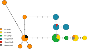 Image result for Staudtia