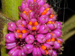 Image result for Commelinaceae