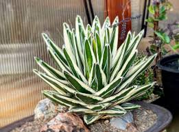 Image result for Selago albomarginata