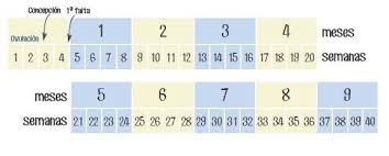 Pesa cerca de 1.5 kilos (algo más de 3 libras) o el equivalente a un coco. Como Calcular Semanas De Embarazo En Meses Todopapas