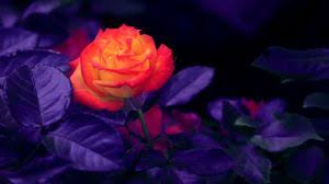 We have a massive amount of hd images that will make your computer or smartphone look absolutely fresh. Flowers Wallpapers Desktop Backgrounds Hd Pictures And Images