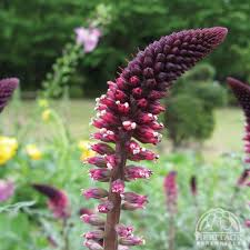 Image result for Lysimachia angustiloba