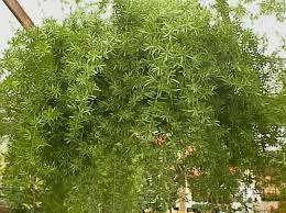 Sprenger S Asparagus Fern Good For Partial Shade In Zone 7 Asparagus Fern Asparagus Plant Plants