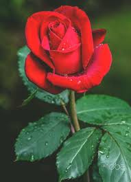 Roses wallpaper for android free stock wallpapers on ecopetit cat. Pin On Red Red Roses