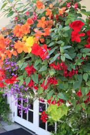 Using Coffee Grounds To Power Your Garden Flowers Plants And More Flower Garden Plants Plants For Hanging Baskets Plants