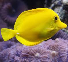 Picture Of A Yellow Surgeonfish Yellow Fish Yellow Animals Aquarium Fish