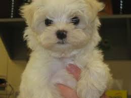 Get registered healthy maltese & maltipoo puppies at prime maltese & maltipoos. Maltese Puppies In Louisiana