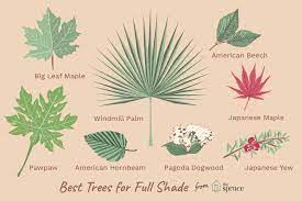 Check spelling or type a new query. Best Trees For Full Shade