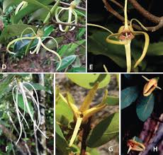 Image result for Xylopia collina