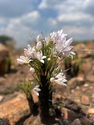 Image result for Xerophyta pseudopinifolia
