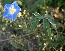 Image result for Ipomoea prismatosyphon