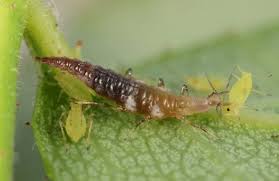 Rosebush caterpillars, also known as rosebush flies, are a pest which are almost as common as aphids. A Brown Lacewing Larva Micromus Posticus Feeding On Aphid Pests Of A Download Scientific Diagram