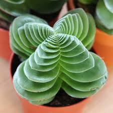 Image result for Crassula capitella