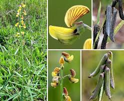 Image result for Crotalaria lanceolata